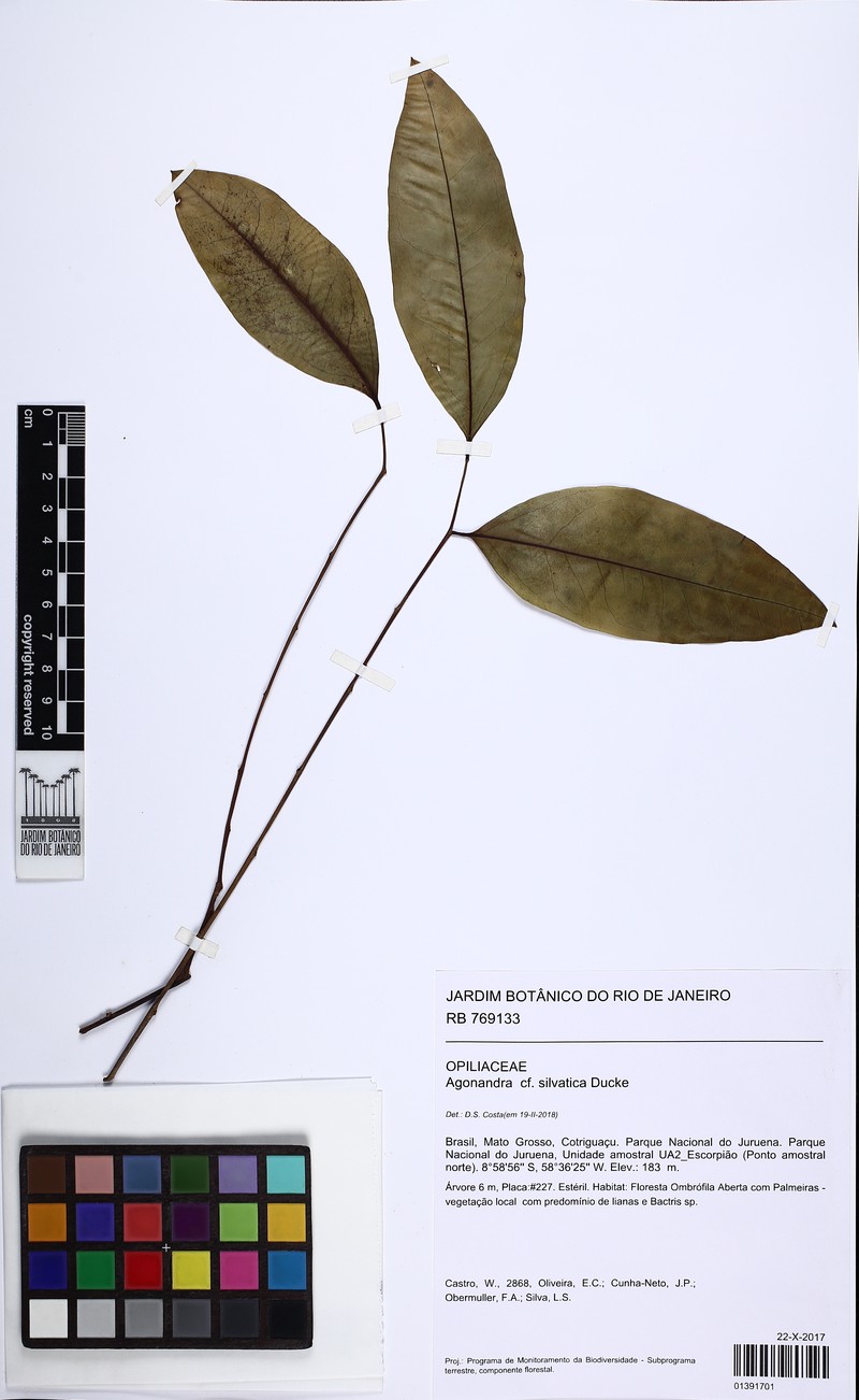 Agonandra silvatica