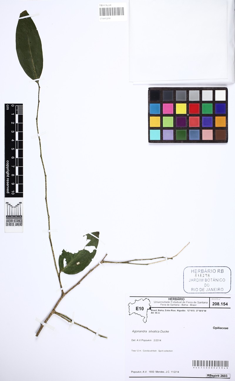 Agonandra silvatica photo 2