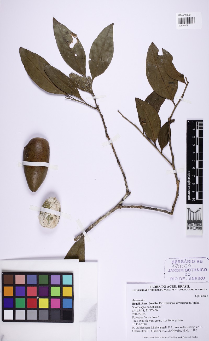 Agonandra silvatica photo 4