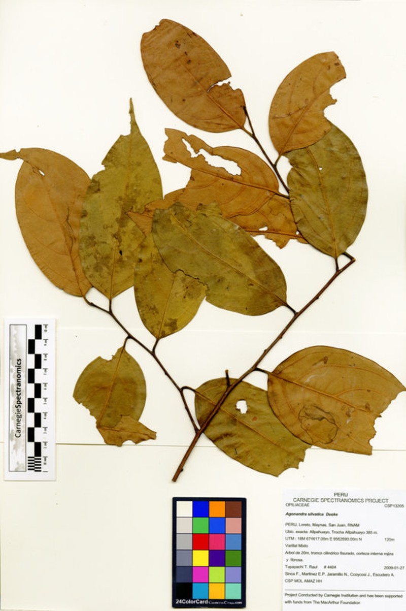 Agonandra silvatica photo 5