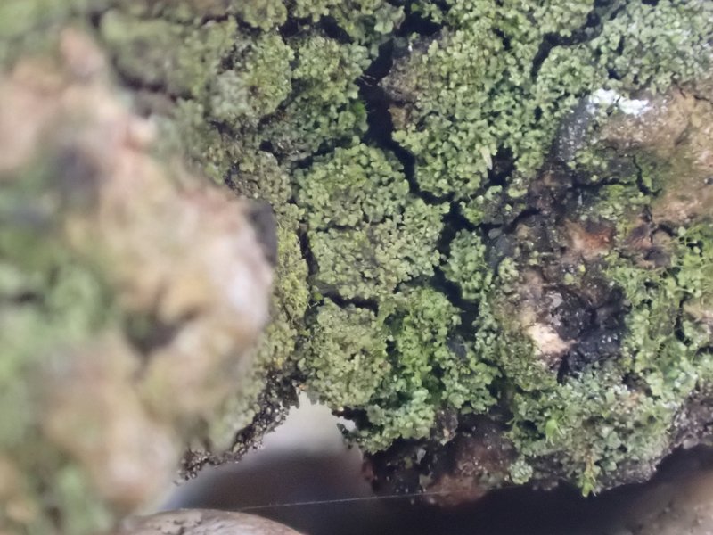 Agonimia Lichen