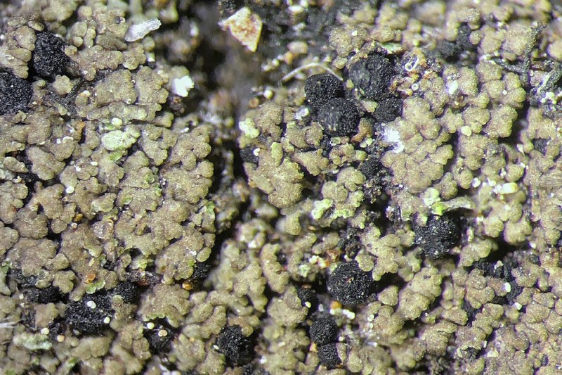 Agonimia Lichen
