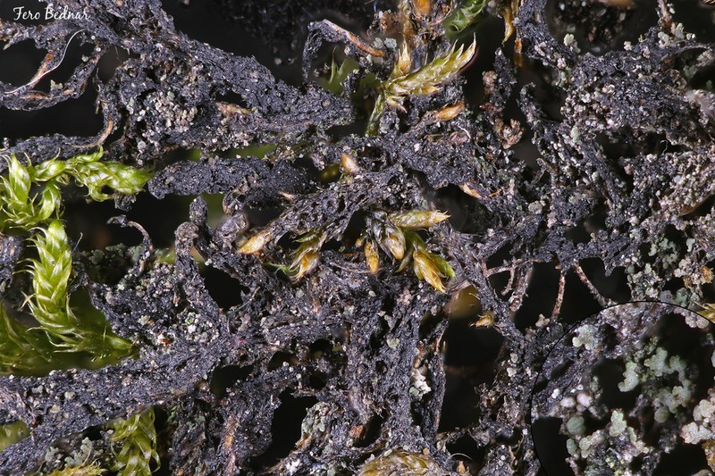 Agonimia Lichen photo 2