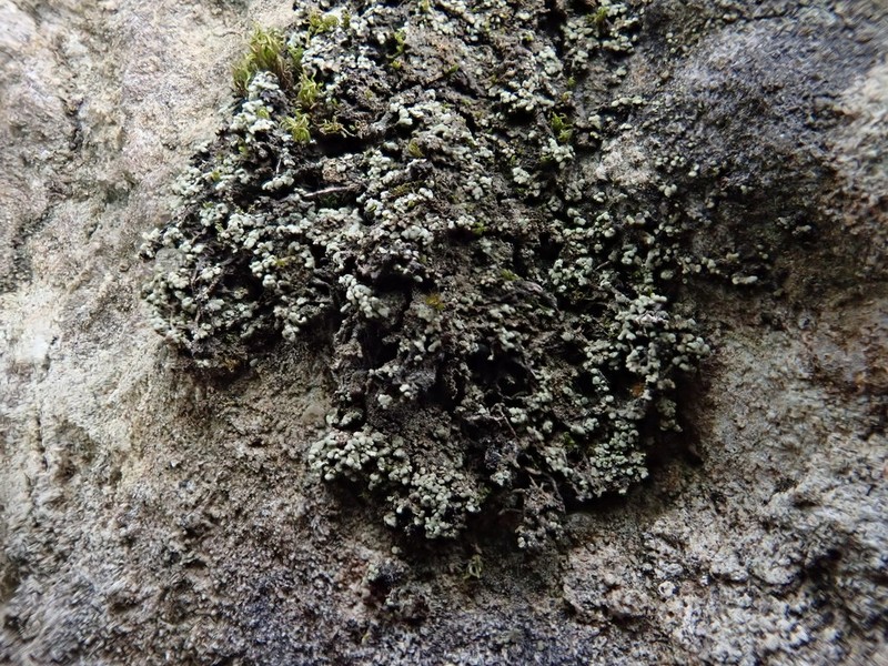 Agonimia Lichen photo 3
