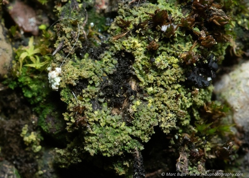 Agonimia Lichen photo 4