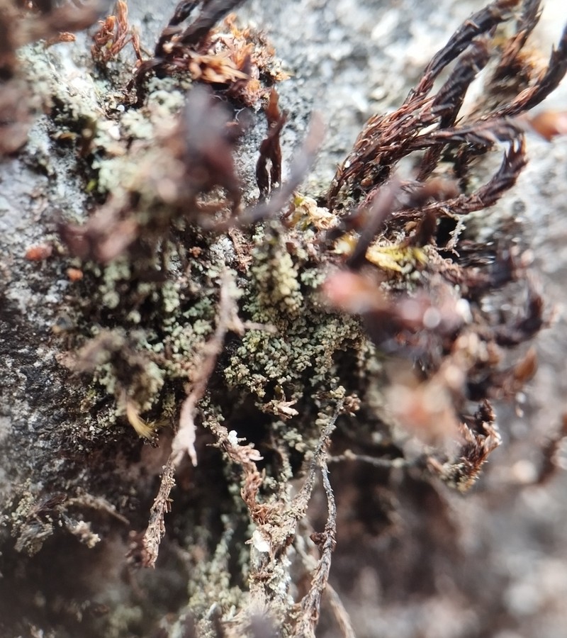 Agonimia Lichen photo 5