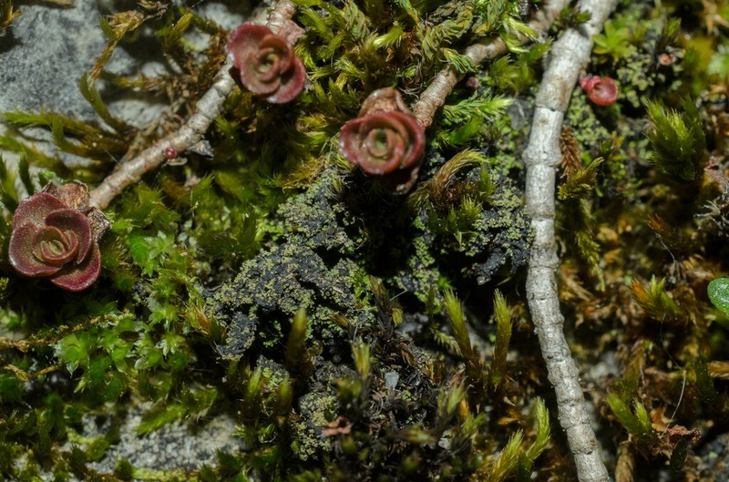 Agonimia Lichen photo 6