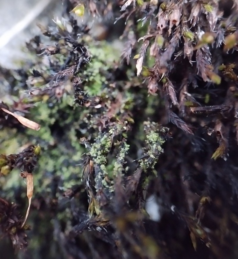 Agonimia Lichen photo 7