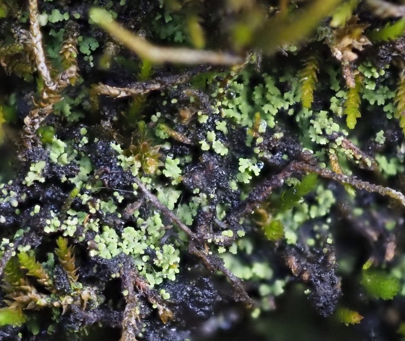 Agonimia Lichen photo 8