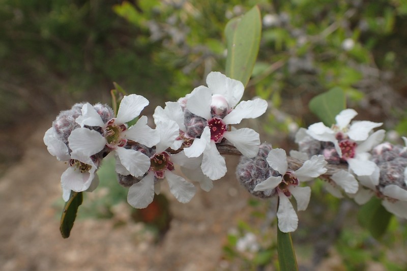 Agonis baxteri
