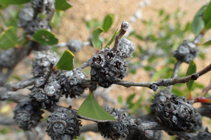 Agonis baxteri photo 2