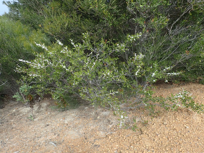 Agonis baxteri photo 3