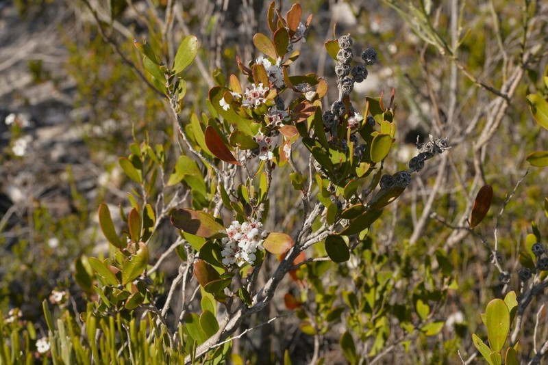 Agonis baxteri photo 4