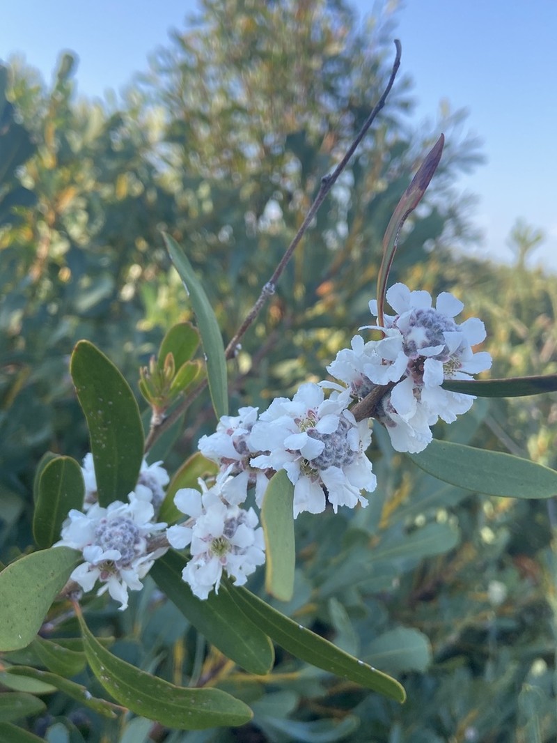 Agonis baxteri photo 5
