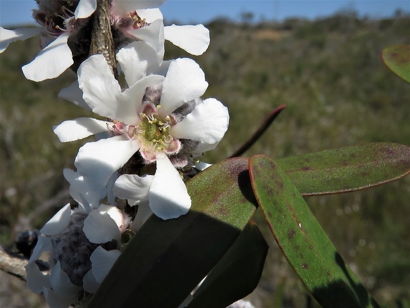 Agonis baxteri photo 6