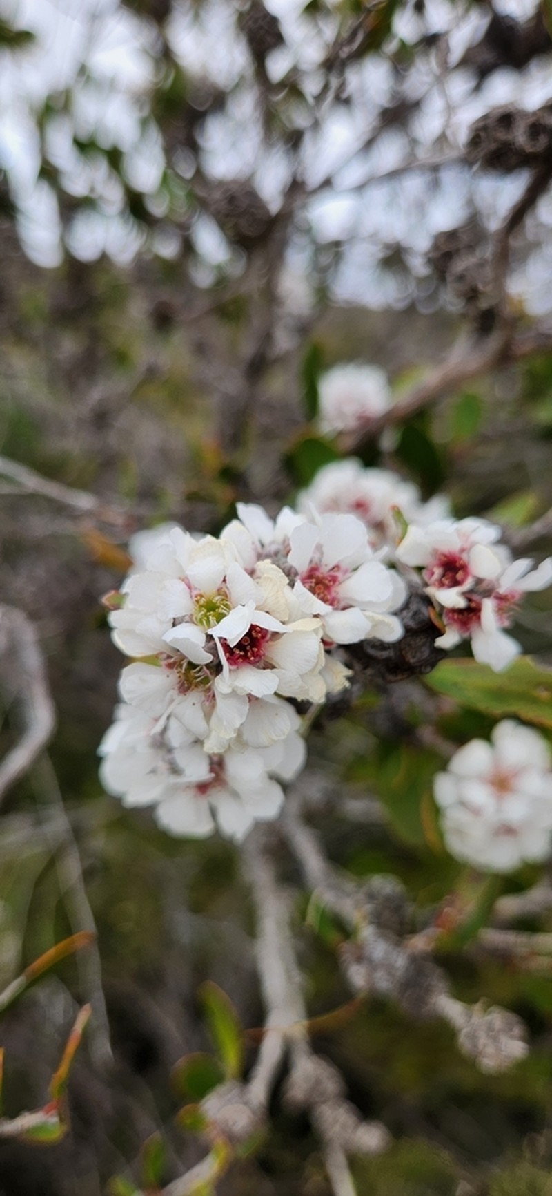 Agonis baxteri photo 7