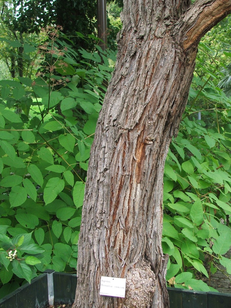 Agonis flexuosa photo 2