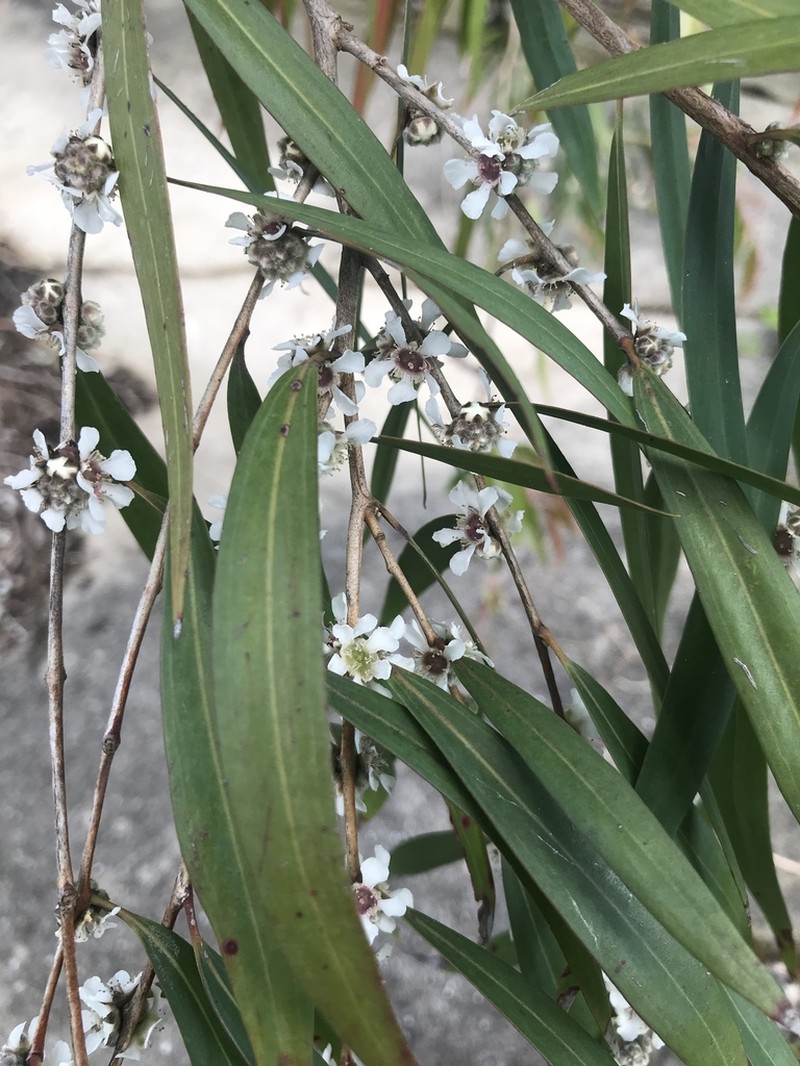Agonis flexuosa photo 4