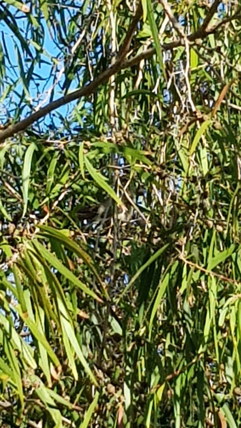 Agonis flexuosa photo 5