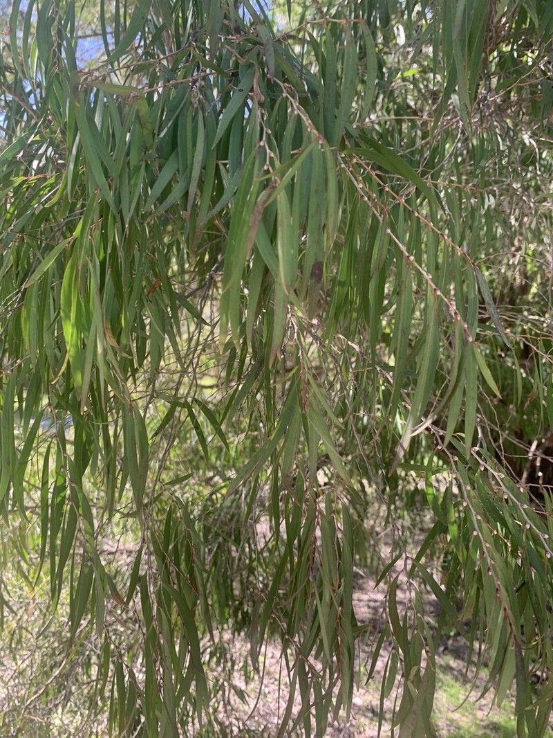 Agonis flexuosa photo 7