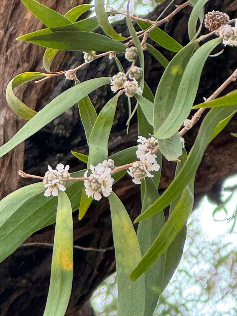 Agonis flexuosa photo 8