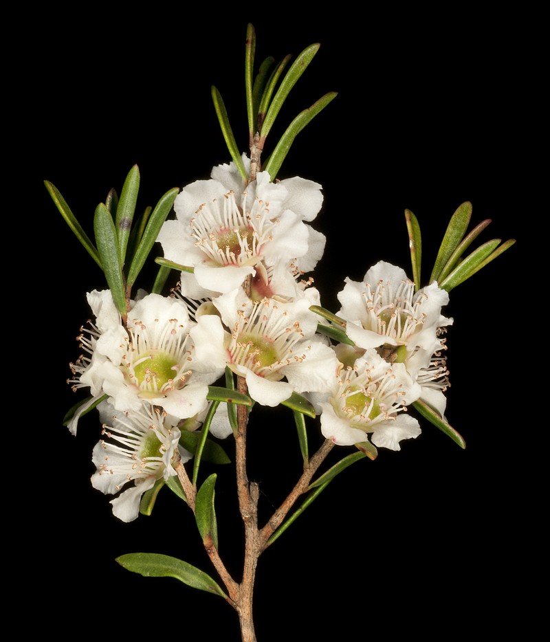Agonis grandiflora