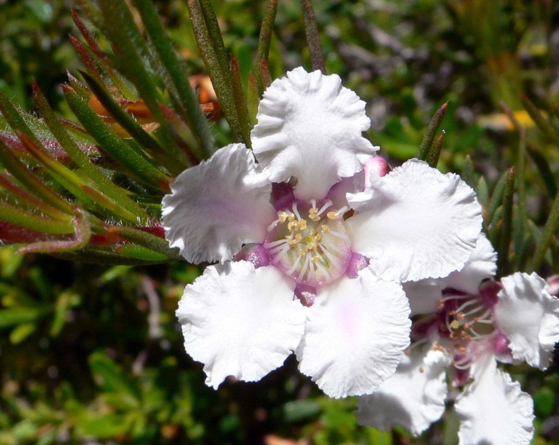 Agonis grandiflora photo 2