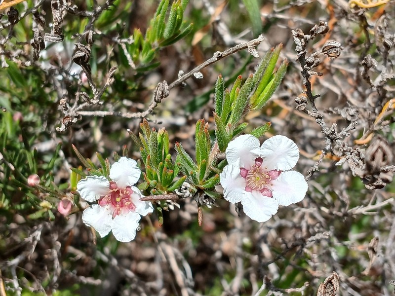 Agonis grandiflora photo 3