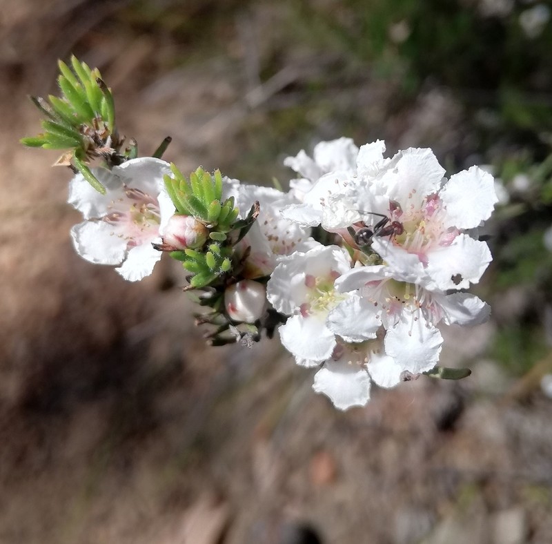 Agonis grandiflora photo 4