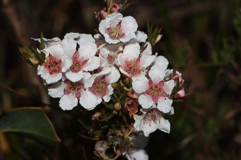 Agonis grandiflora photo 5