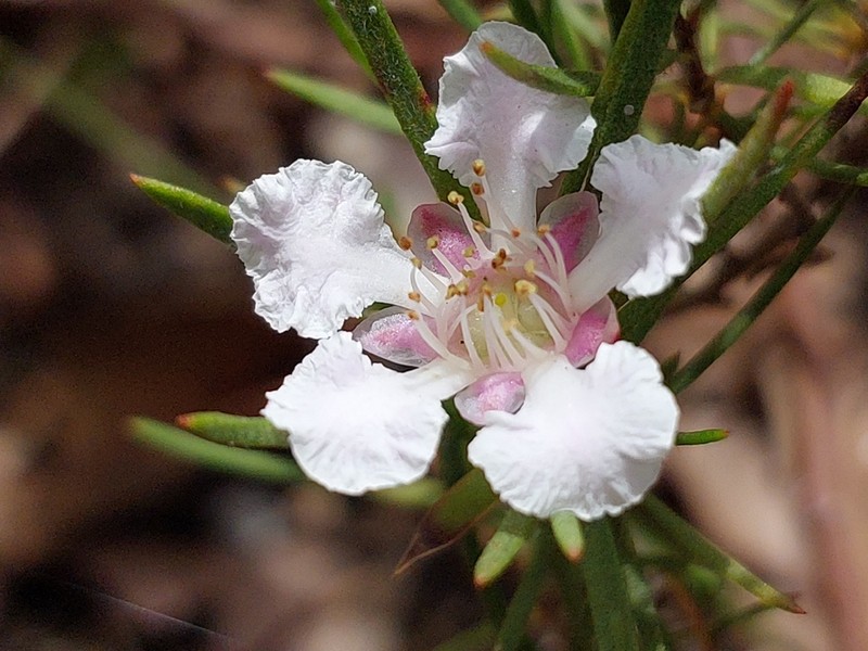 Agonis grandiflora photo 6