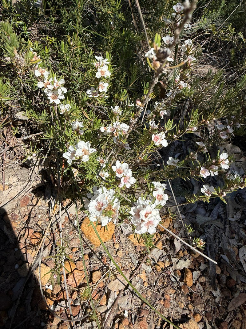 Agonis grandiflora photo 7