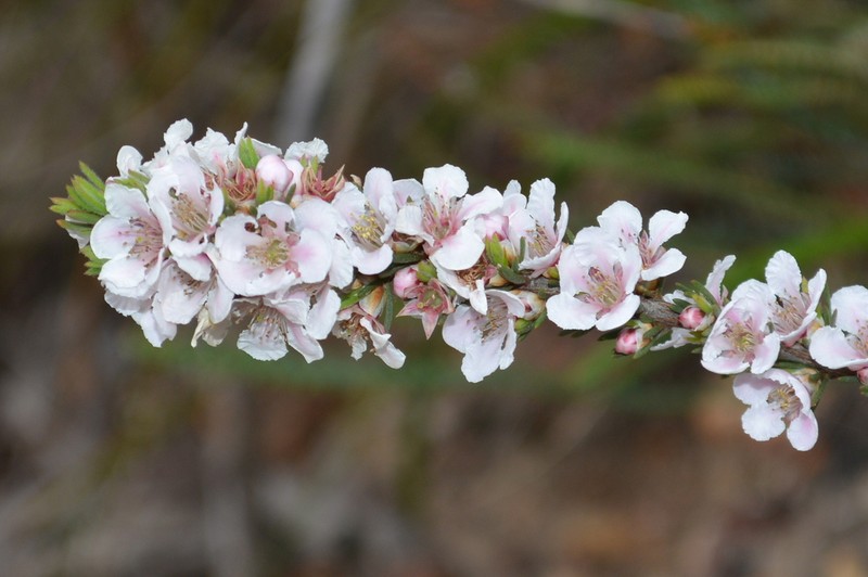 Agonis grandiflora photo 8