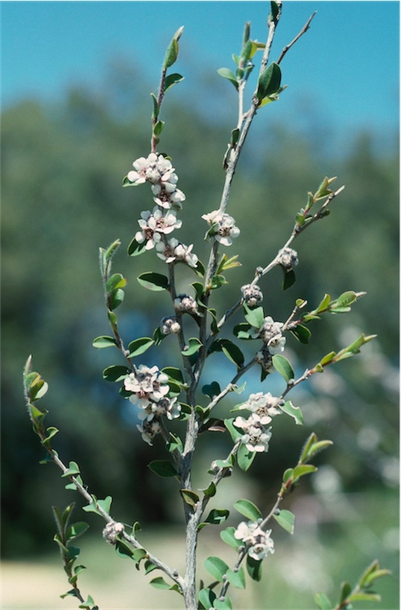 Agonis theiformis