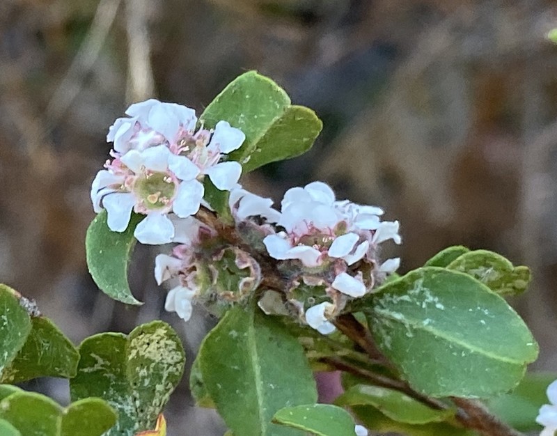 Agonis theiformis photo 2