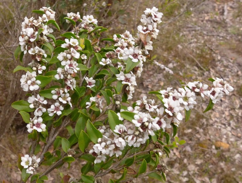 Agonis theiformis photo 3