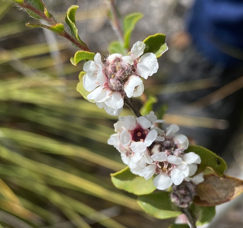 Agonis theiformis photo 4