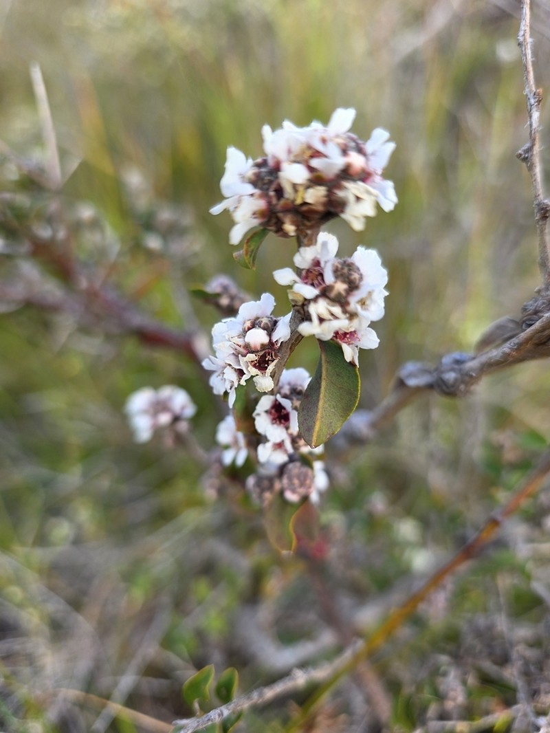 Agonis theiformis photo 5