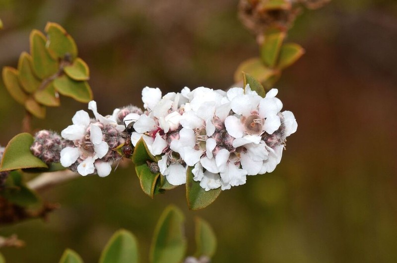 Agonis theiformis photo 6