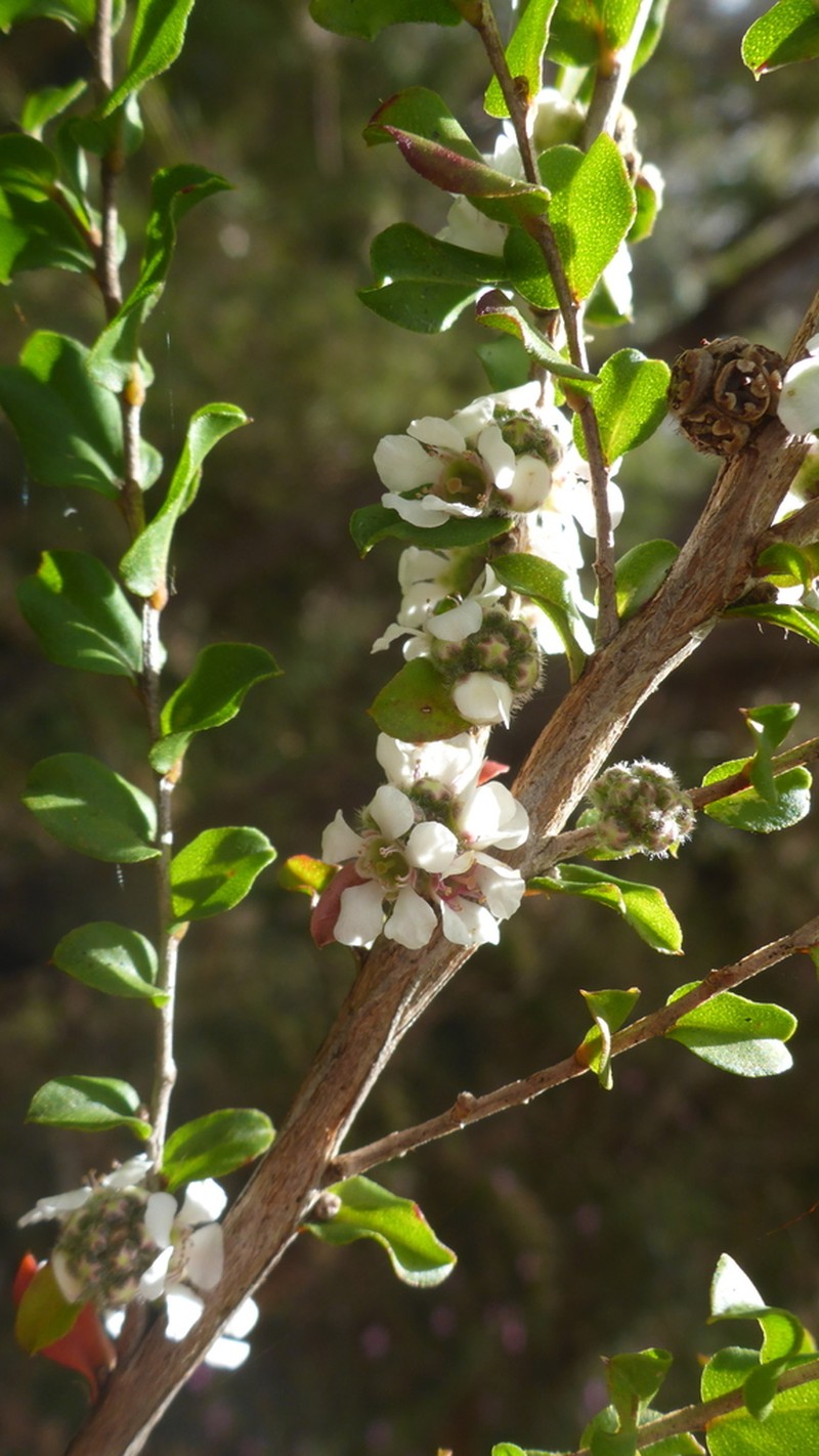 Agonis theiformis photo 7