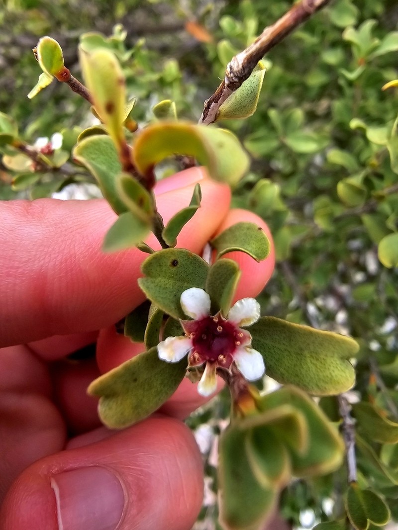 Agonis undulata photo 2