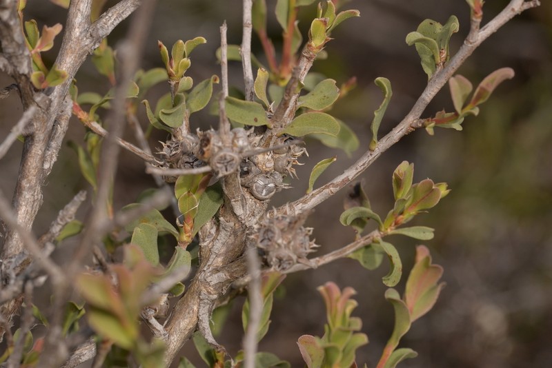 Agonis undulata photo 3