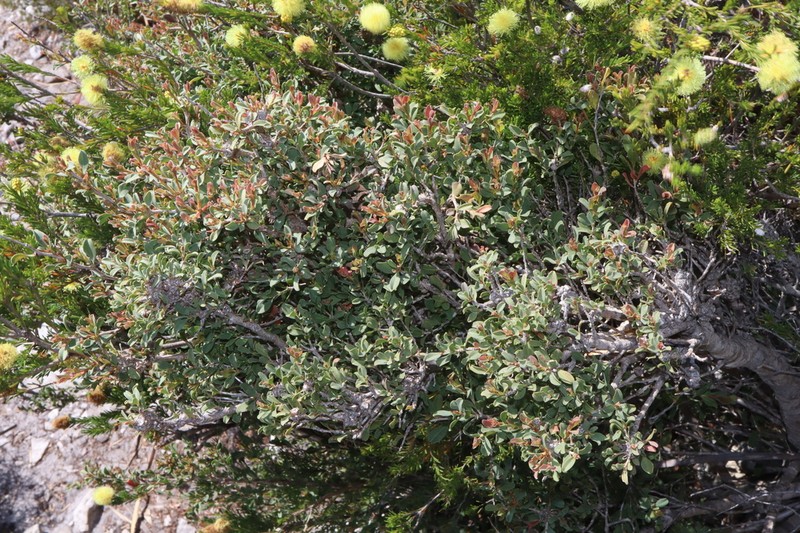 Agonis undulata photo 4