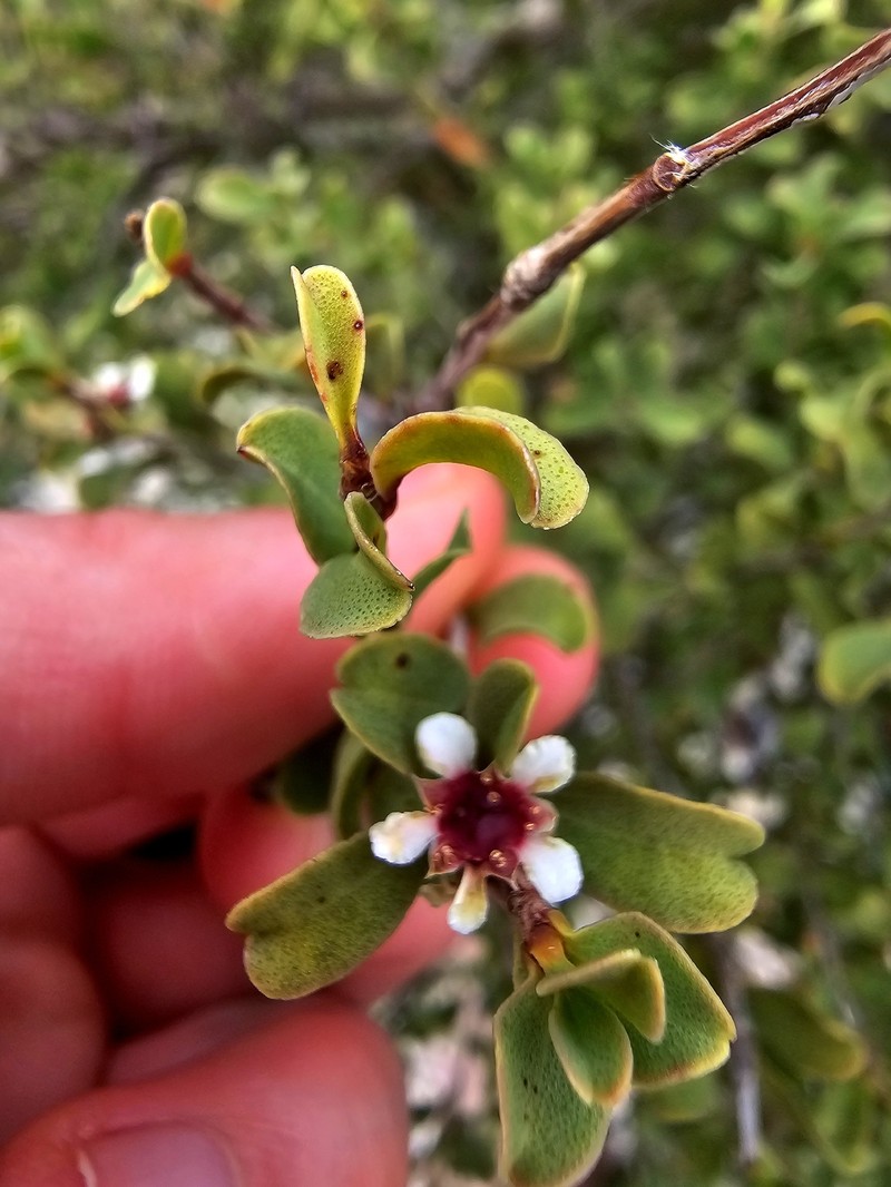 Agonis undulata photo 5