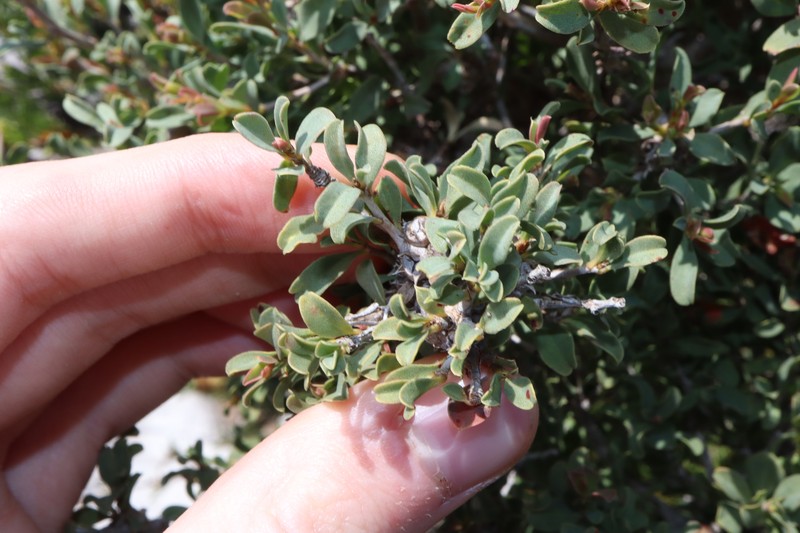 Agonis undulata photo 6
