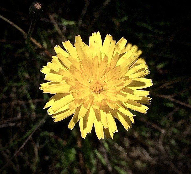 Woolly Goat Chicory photo 2