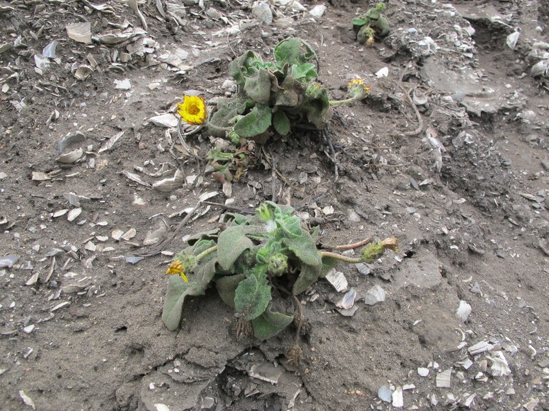 Woolly Goat Chicory photo 3