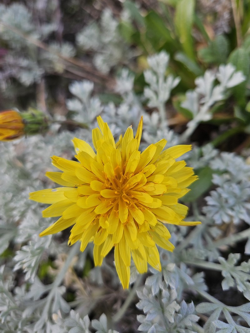 Agoseris apargioides var. apargioides