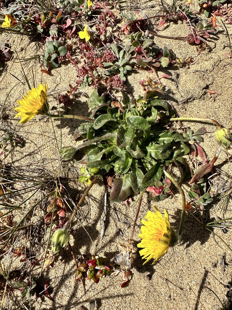 Agoseris apargioides var. apargioides photo 2