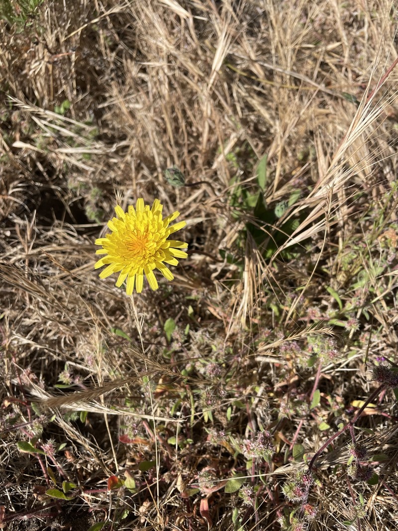 Agoseris apargioides var. apargioides photo 3